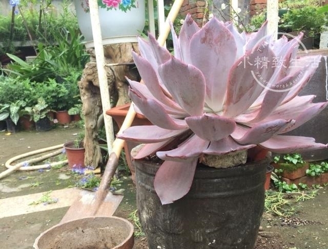 他用水缸养多肉，2年养出巨无霸晚霞，肉友头一次见