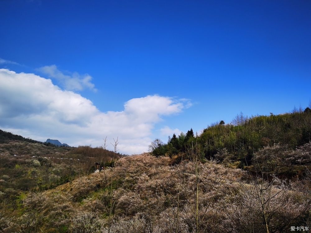 大邑|大坪山青梅花香