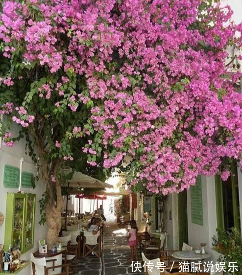 这9种花园，随便1个都美上天了，有一种这辈子就满足了！