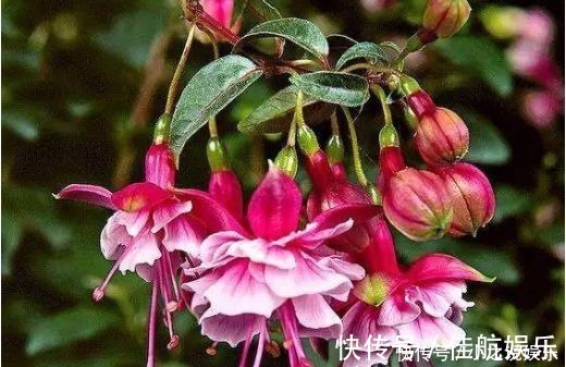 阳台上|4种花堪称花中仙子,一年到头都开花,花色绚丽超耀眼