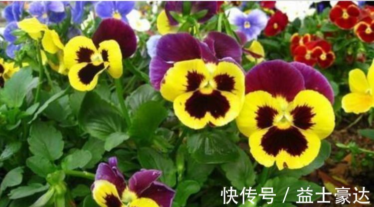 牡丹吊兰|“3种花”养家里,好养又漂亮,炒菜泡茶又养人,第三种厉害了