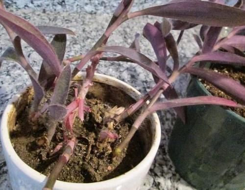 土壤|盆栽土干裂甭急着换，1周喂1次它，1个月就变松，养啥爆啥