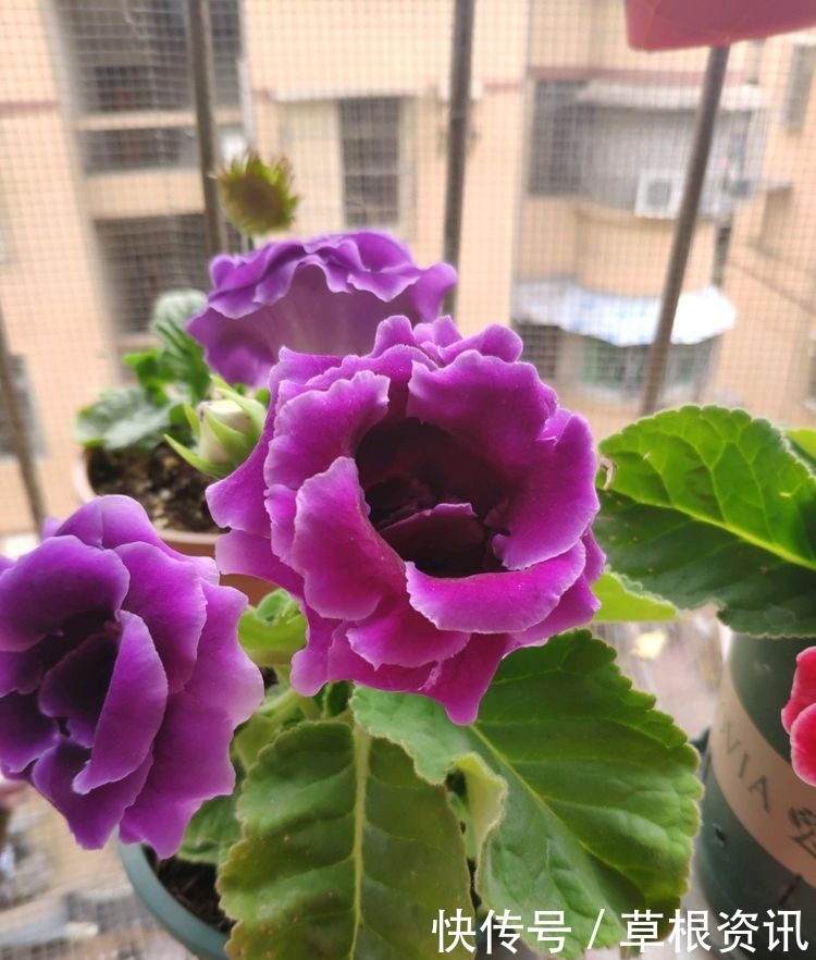 开花性|这几款花卉,高颜值易养活,花开繁盛,枝繁叶茂,开爆阳台变花园