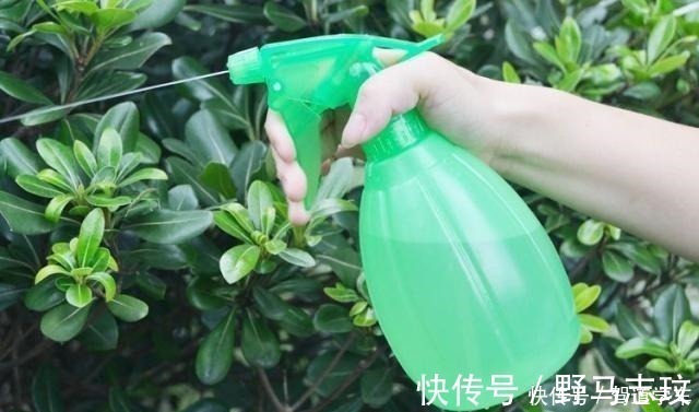 淘米水|什么啤酒、淘米水,在“它”面前弱爆了!用它浇花,浇什么活什么!