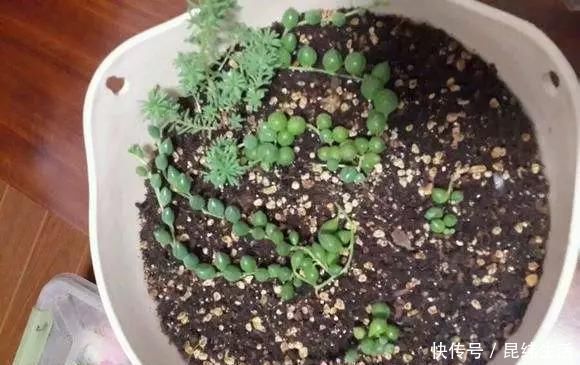 养花|养花爱好者看过来这15种花现在“扦插”,生根快,一个周就长芽