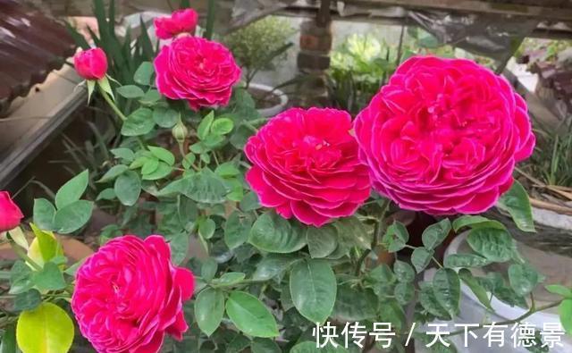 阳台上|养月季多年,筛选出8种灌木月季,适合阳台栽培,开花能力好