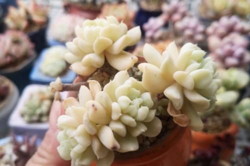 事项|新手养多肉有哪些注意事项?我总结了5点,掌握好就能养好多肉了