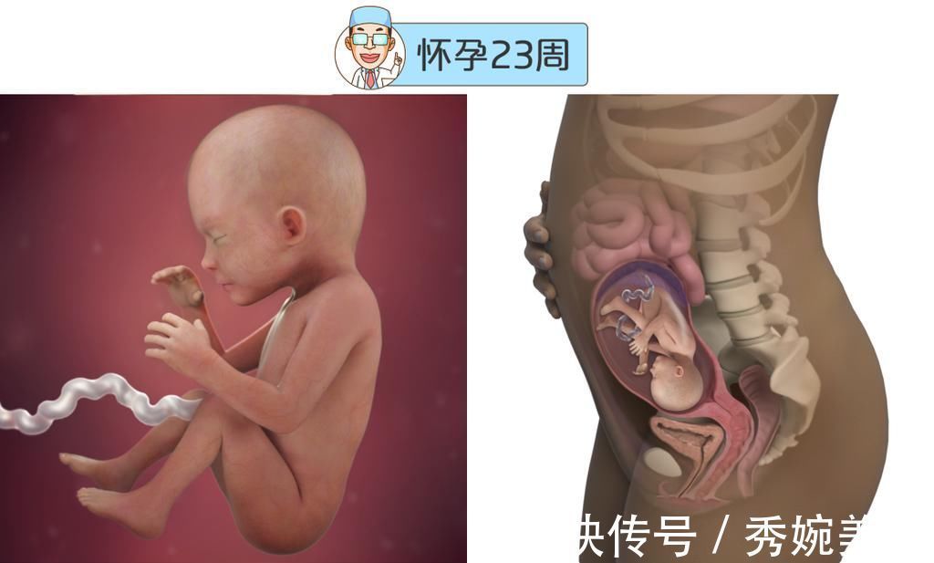 怀孕|最全的怀孕周期图鉴,感受从受精卵到婴儿的神奇变化!