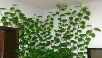 莳萝|爱吃“油”的盆栽,你知道是什么吗只需喝2滴,1年养出百十盆