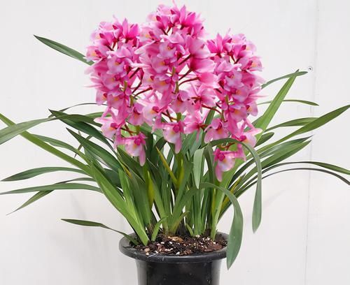 香妃兰花|兰花中最香的品种—香妃,花大色艳,芳香四溢,花叶双馨,还好养