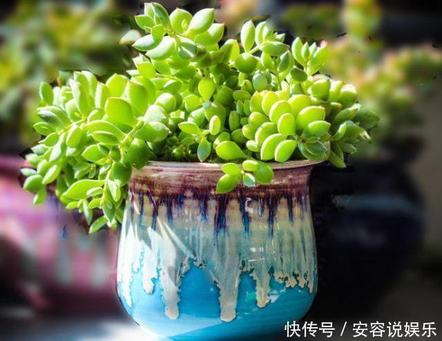 4个养花的小技巧,简单又实用,根不烂叶子越长越茂盛!