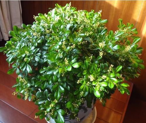 香味宜人的3种花，现在正是盛花期，开花清新又漂亮！