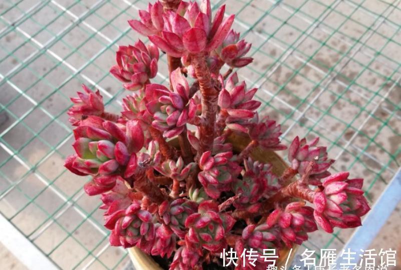 将徒长的多肉重新养好?不是不可能,只要如此操作且多点耐心就行
