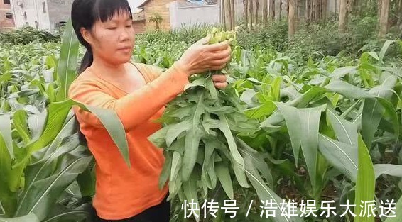 风里雨|农村一种苦苦的菜,一般人吃不惯,常吃有抗肿瘤的作用,认识吗