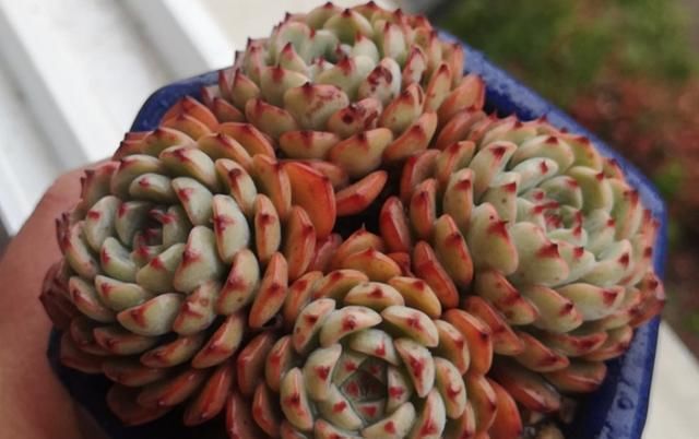 桐生砂和赤玉土哪个好