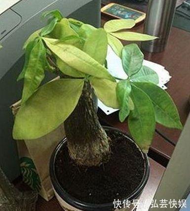 黄叶|绿萝、发财树蔫了别浇水，浇一盆死一盆，要这样救治