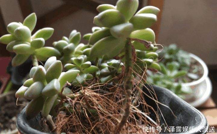 花友|多肉长胡子了这是危险信号,赶紧挖出来看看!