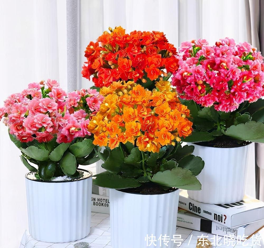 人养花,花亦养人,能促进“睡眠”的9种花,卧室再小也要养