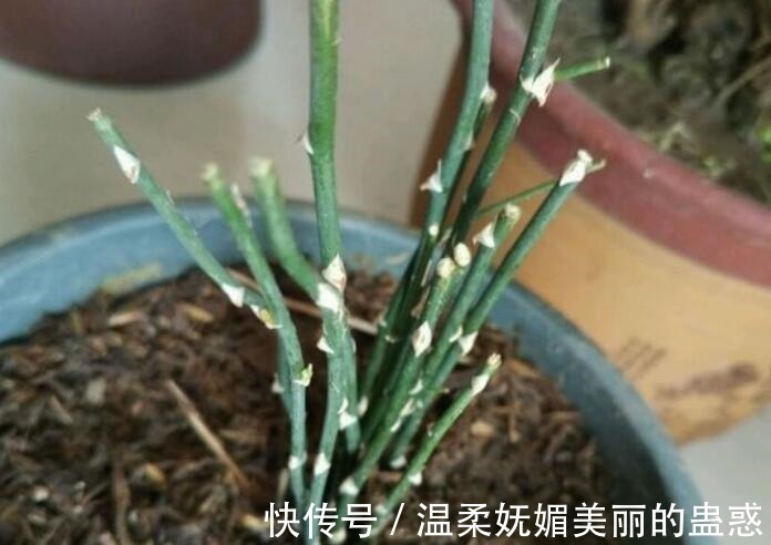君子兰|此5种花,把“叶子全剪掉”重新养护,2个月轻松爆盆!