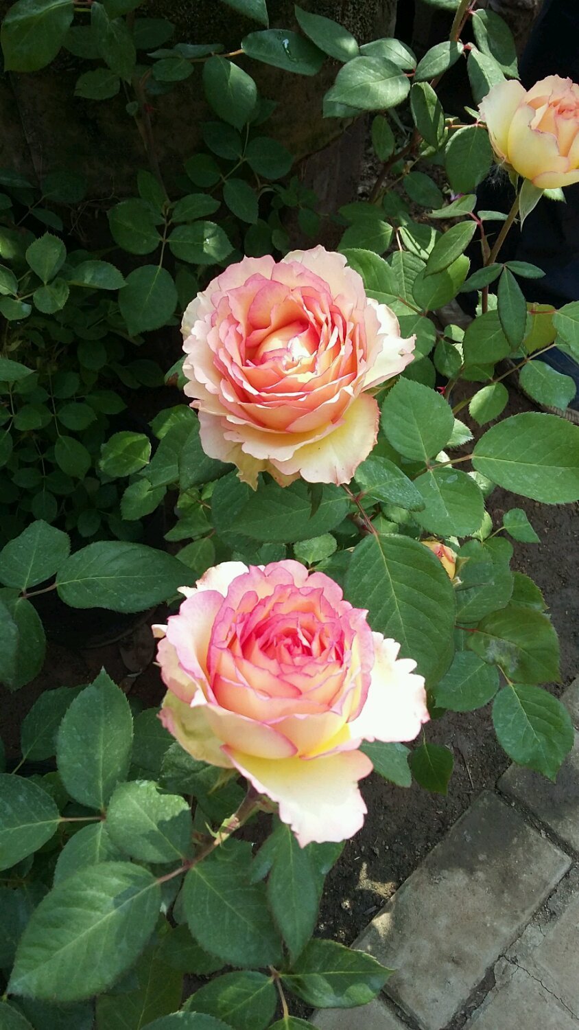 喜欢养花,不如养盆麝香百合,洁白、纯雅,寓意好