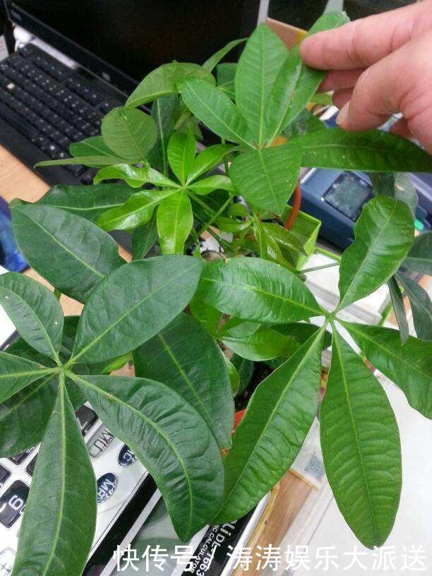 发黄|养发财树,做到这“2点”,嫩芽冒的多,开出花儿来,养好多年!