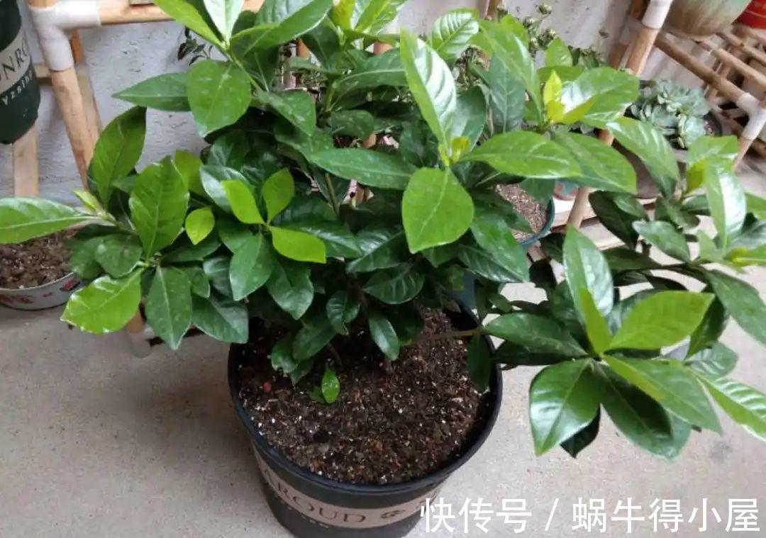 花苞|初秋8种花不能剪，轻则不开花，严重可能剩空盆
