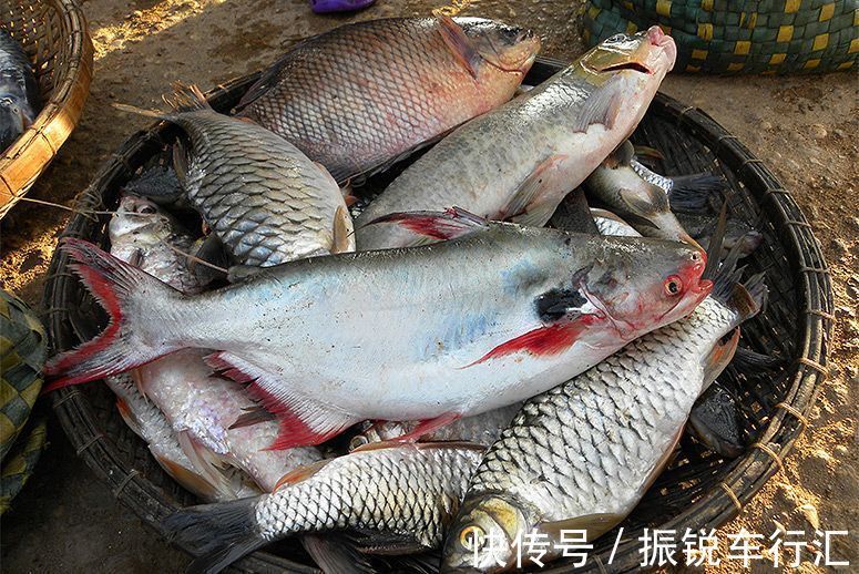 昂刺鱼王?湄公河“巨型昂刺鱼王”被钓起,大到让人不敢相信