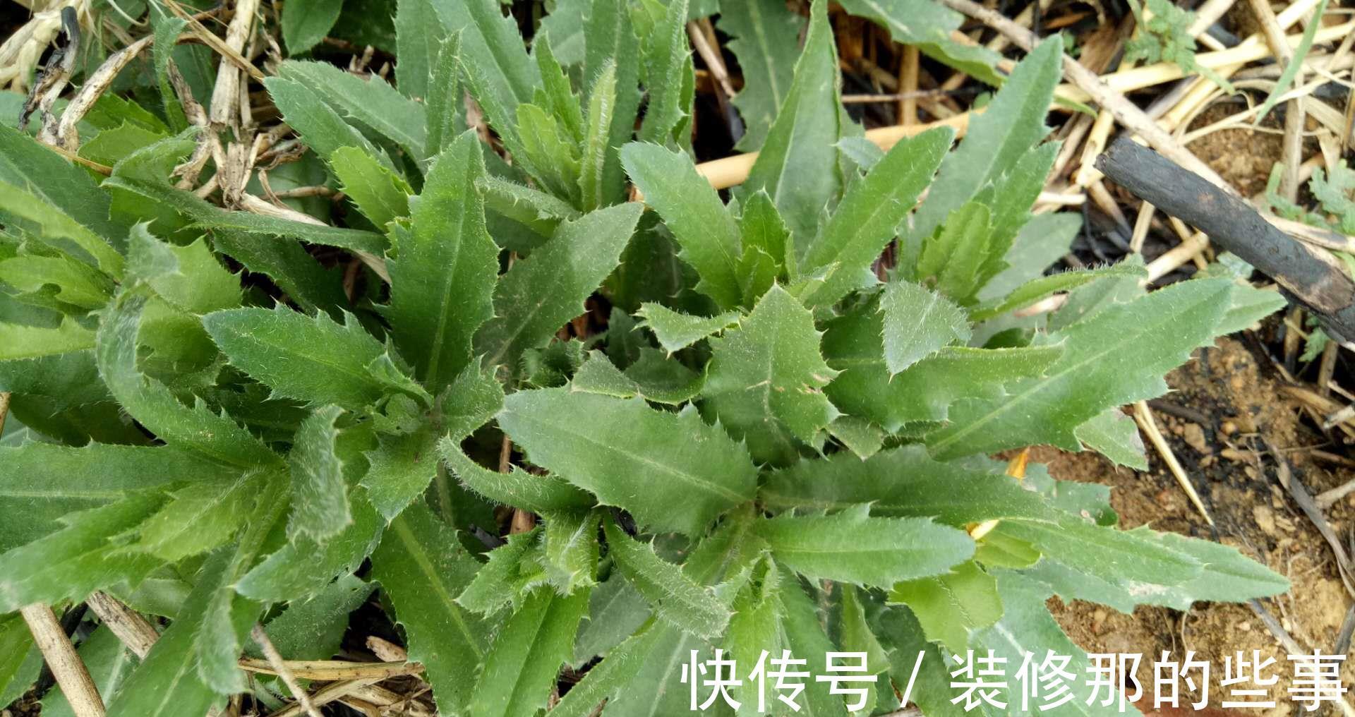 叶子|若长在您家房前屋后，记得采叶子就好，请别挖根，价值真的好珍贵