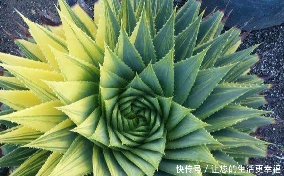 芦荟养了50年，一盆能卖一万多，越老越值钱，你见过吗！