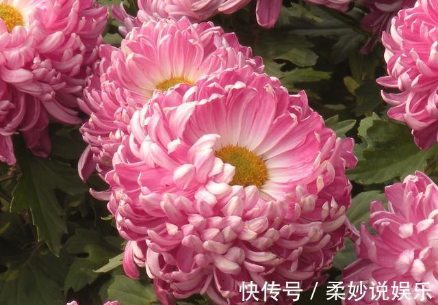 枝条|养菊花,秋季做好“一不三充足”,快速出花苞,开花爆盆到冬季