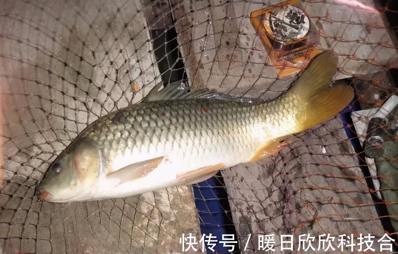 杂食性|想要配出的饵料诱鱼好，先要搞明白什么叫鱼的食性