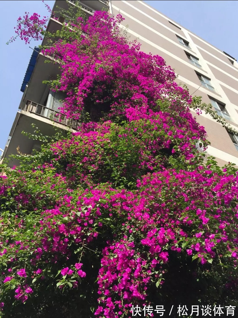 金枝玉叶|公认好养的5种花,能活一百年,开花吉利带仙气,越养越值钱