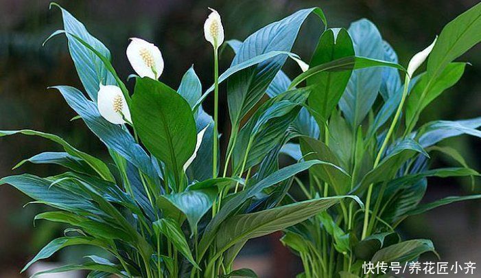 夏季|夏季能晒死的6种花，现在要做的是“遮阴、通风”，才能保证长势