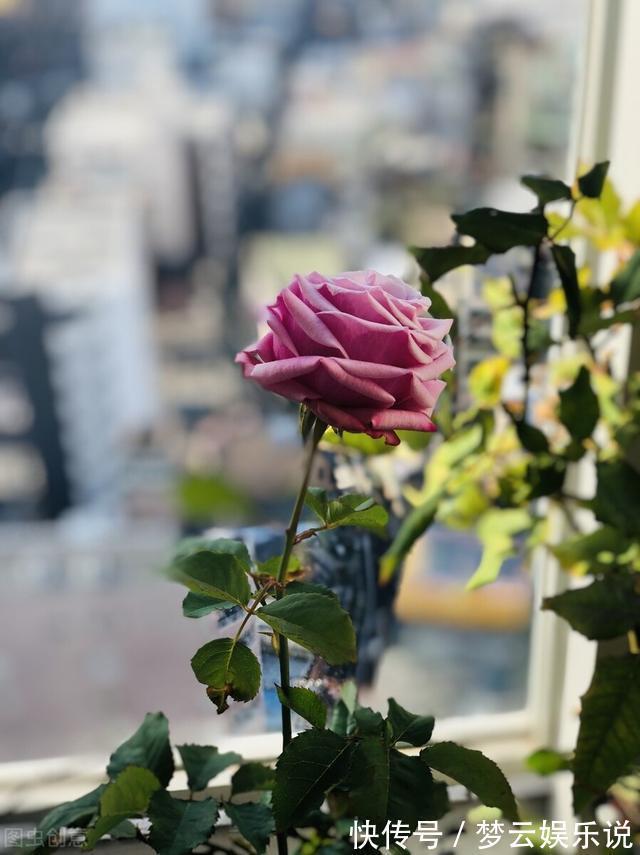 曝光封闭阳台养花的“黑名单”,养活难度大,该放弃就放弃