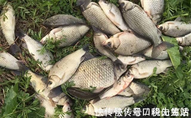 春钓大板鲫,民间这两种钓法最优秀,钓大鲫鱼更容易
