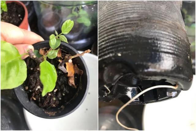 扦插|三角梅的养护大全摘光叶子，少浇水，使劲晒，开花爆满盆