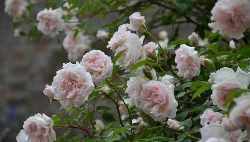  低矮|3种花超让人喜欢，植株低矮，花色绚丽，四季开花不停