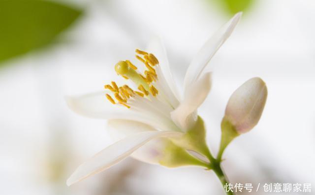 果子|盆栽柠檬只开花不结果?春天做好4件事,夏天果子满枝头