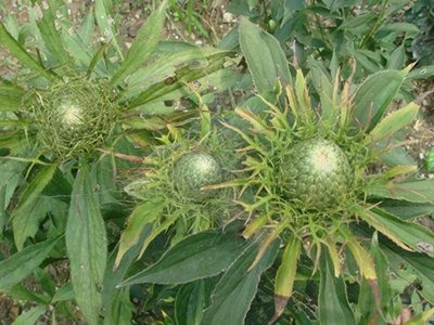 容易读错名字的花,每一种都常见,你中招了吗