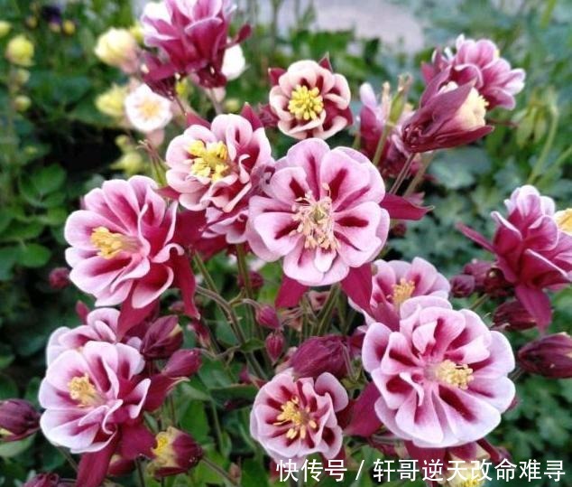 天冷不知养啥花那就养盆它,冬天不用管,春天也能开出一片花海!