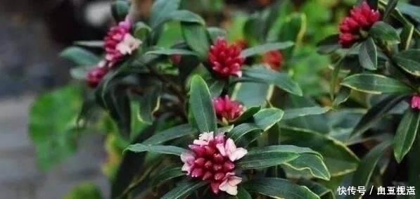 茶花|这3种花,比香水好闻,比桂花还香,家中放一盆,能薰一室香