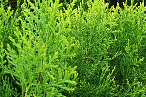 树叶|有了白发别着急,一片树叶煮水洗头,15天后白发会变得乌黑柔软!