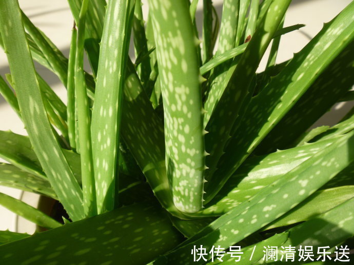 修剪|出门最容易“捡到”的5种花,拿回家剪几刀,不花钱成好看盆栽