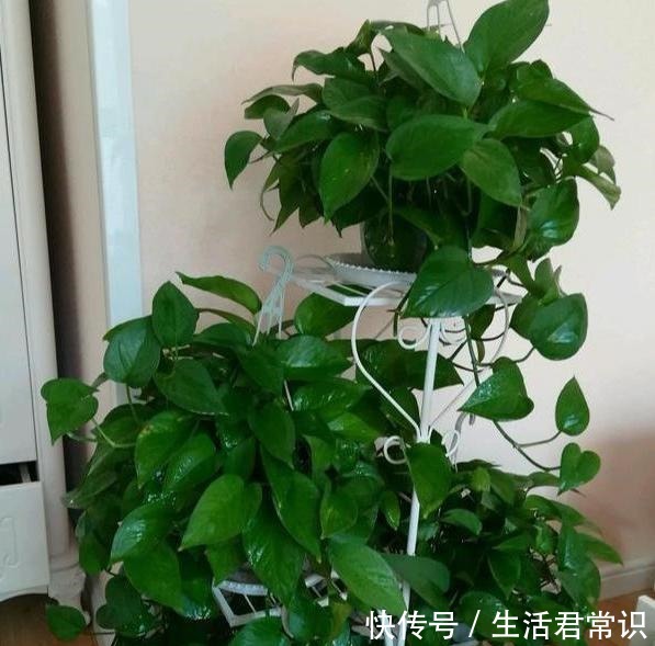 如何让绿萝大量繁殖学会土插、水培技巧，枝干蹭蹭长出大白根！