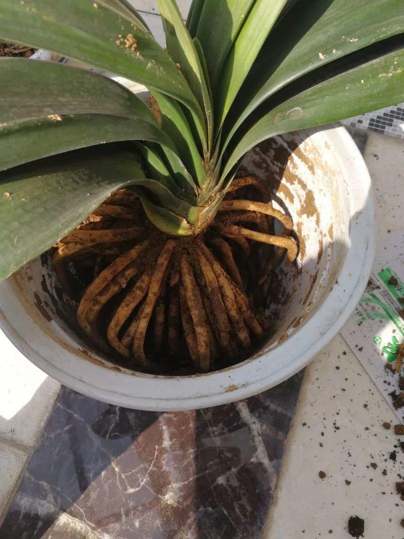 蟹爪兰|长寿花换盆，切忌越换越大，一直用小盆养才好！