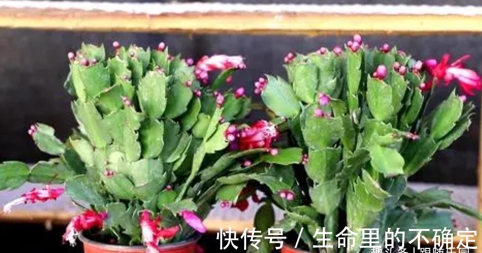 蟹爪兰要想爆盆,多做“3件事”!变成“开花机器”,花苞不间断