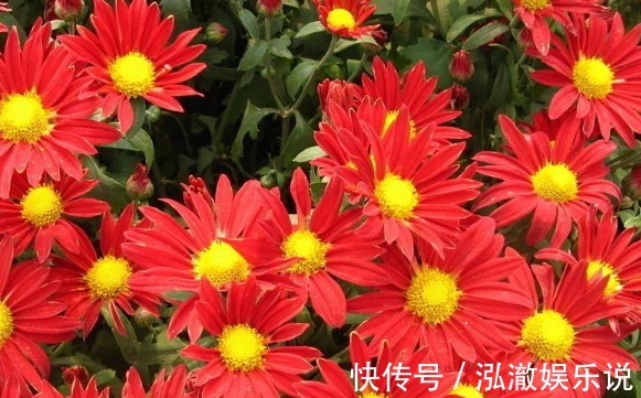 鲜艳|喜欢养菊就选“小红菊”，色泽鲜艳，光彩夺目，花期长室内盆栽养