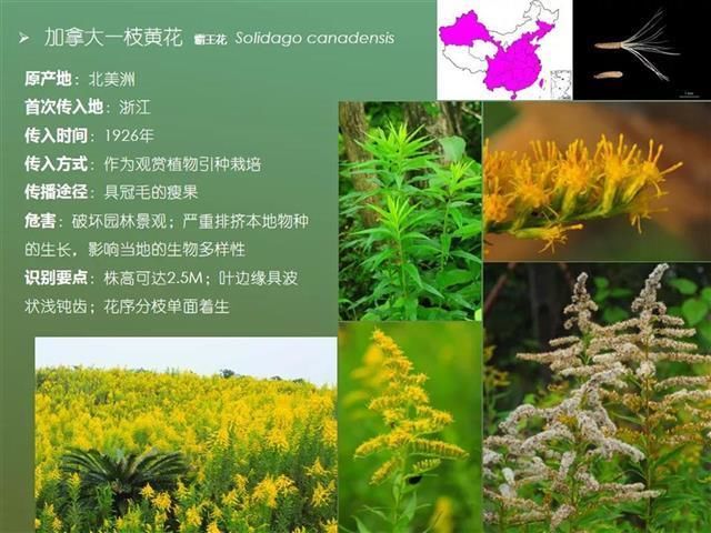 何瑞|网上售卖一枝黄花？专家：此花非彼花