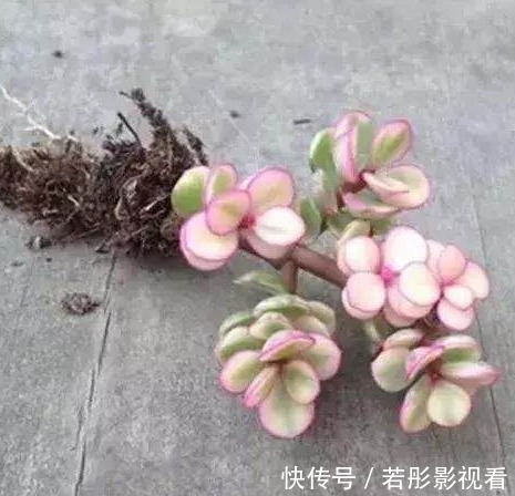 大众号|金枝玉叶盆景的造型以及修剪方法,全部教给你!