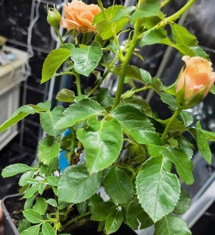 月季这样养,叶子一直绿油油的,满头花苞,美不胜收